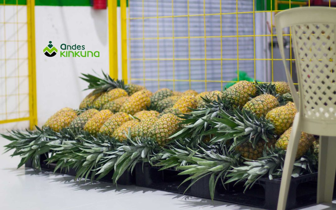 Frutas Microencapsuladas Andes Kinkuna: El Futuro de la Nutrición Natural